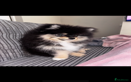 Pomeranian dogs for sale: Miniature teddy bear Pomeranian - Image 3
