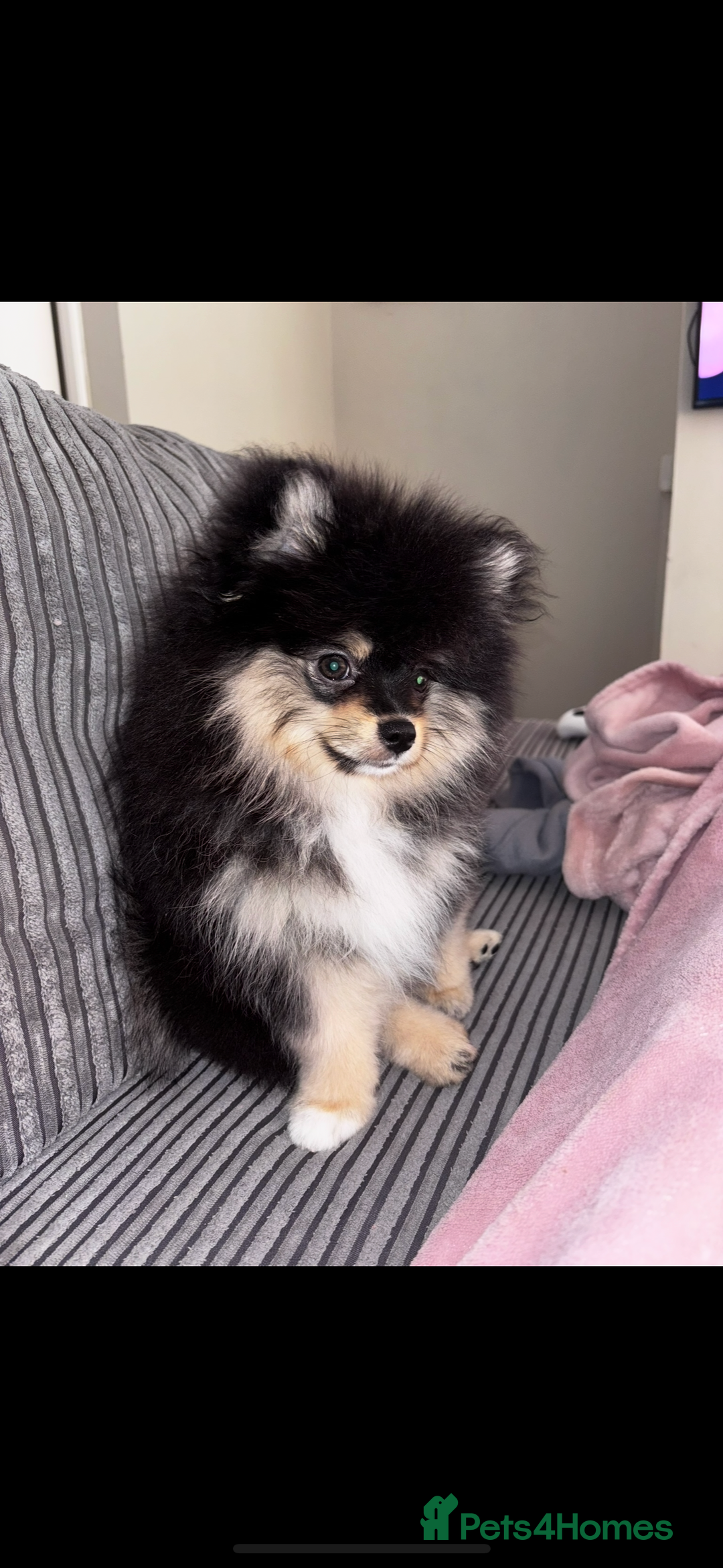 Pomeranian dogs for sale: Miniature teddy bear Pomeranian - Image 3
