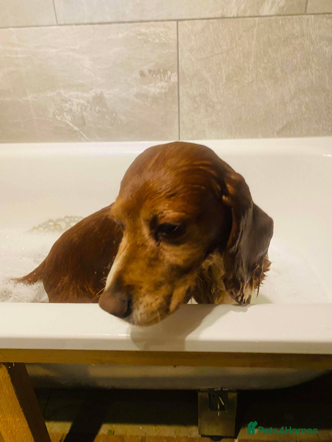 Cocker Spaniel dogs for adoption: Red needs a loving home  - Advert 6