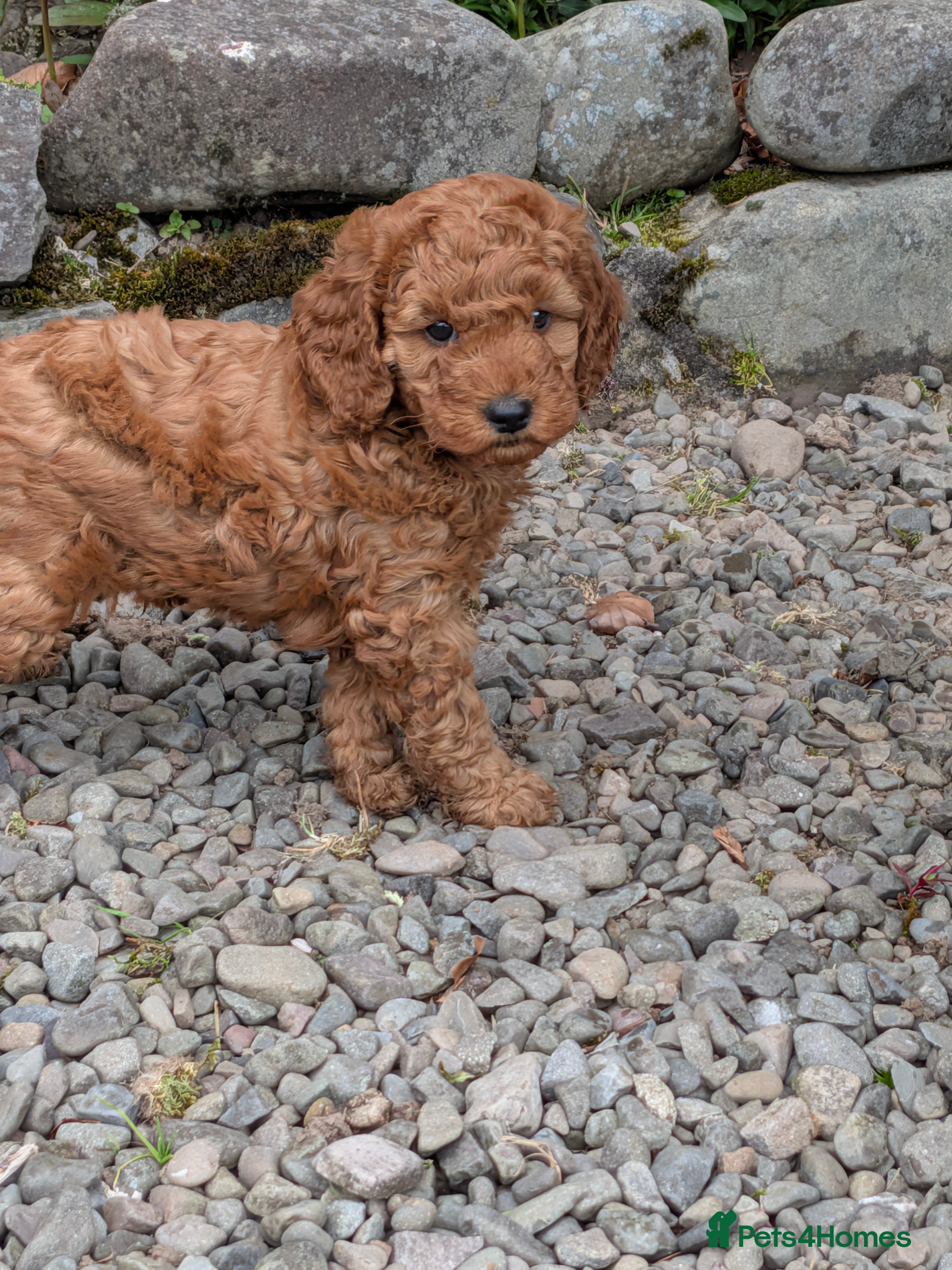Cockapoo dogs Adorable F1b Red Cockapoos  - Advert 2