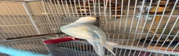 Ringnecks birds for sale: Silly tame baby white and bluish indiam ringneck in London - Advert 4
