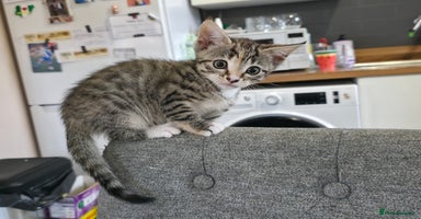Mixed Breed cats - Advert 7