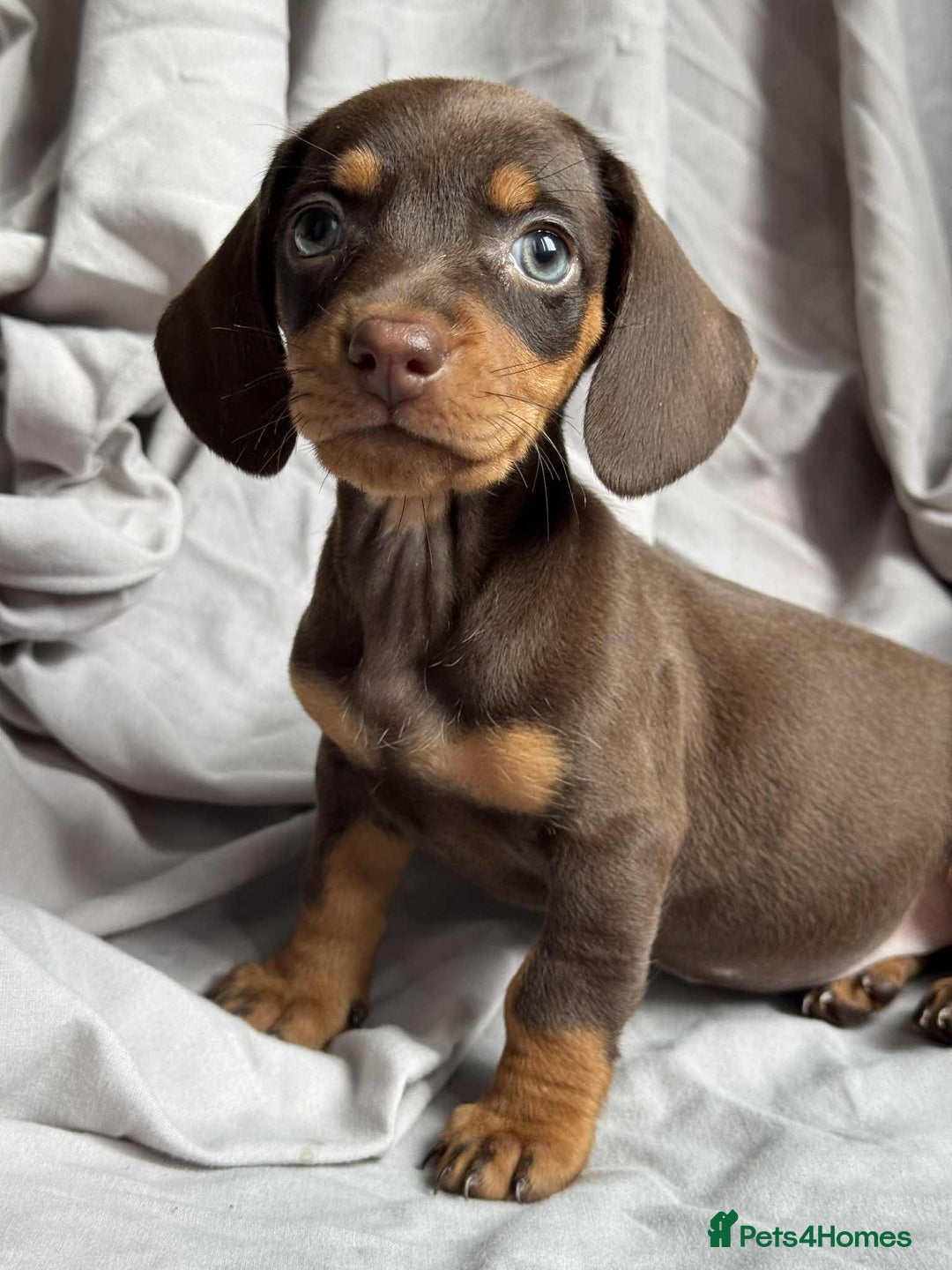 Miniature Dachshund dogs for sale: Mini dachshund puppies - Image 7
