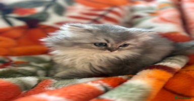 Scottish Fold cats - Advert 2