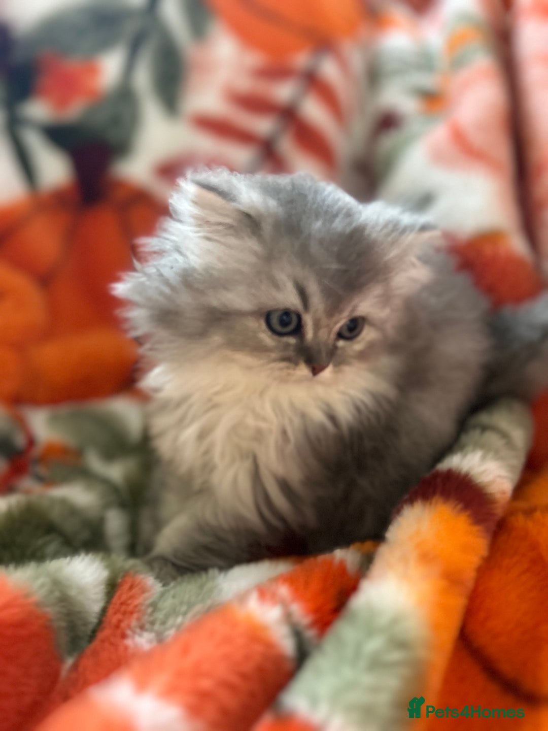 Scottish Fold cats for sale: Now Taking Reservations Scottish Straight  - Image 2