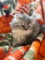 Scottish Fold cats - Advert 9