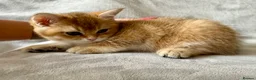 British Shorthair cats for sale: 🐾 Champion Bloodline BSH Golden Kittens 🐾 - Advert 26