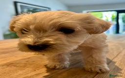 Mixed Breed dogs for sale: Gorgeous Westiepoo Puppies! - Image 9
