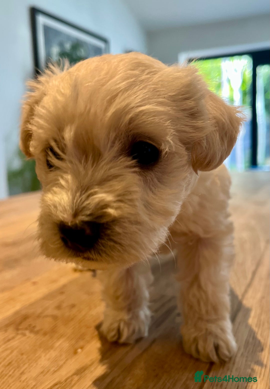 Mixed Breed dogs for sale: Gorgeous Westiepoo Puppies! - Image 9