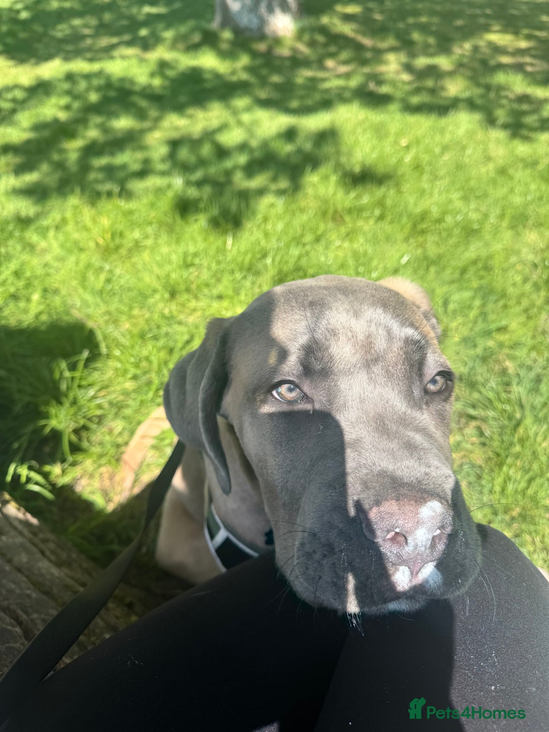 Cane Corso dogs for sale: Male Cane Corso - Image 15