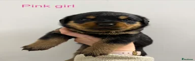 Rottweiler Female - Pink