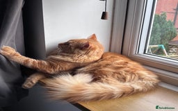 Mixed Breed cats for sale: Ginger Male Ragdoll - Image 13