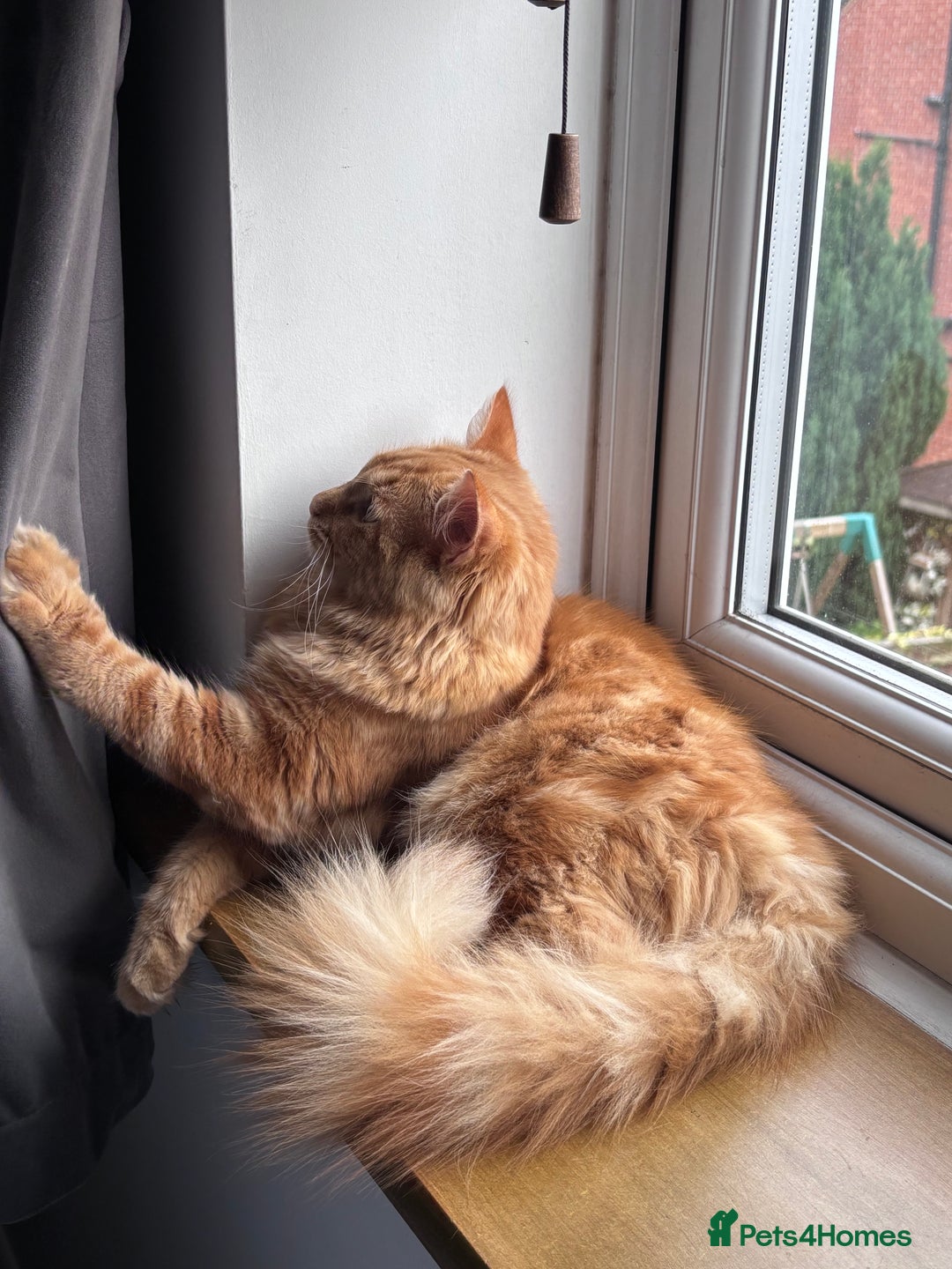 Mixed Breed cats for sale: Ginger Male Ragdoll - Image 13