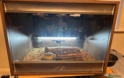 Tortoise reptiles for sale: Horsfield Tortoise - Image 5