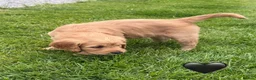 Goldendoodle dogs for sale: Ready to leave this week!! 1 girl left!!!  - Advert 6