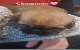 Shih Tzu dogs for sale: Beautiful trio colours Shihtzu puppies 1 left ❤️ - Image 9