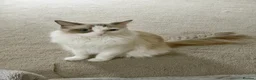 Ragdoll cats for sale: Male ragdoll kitten  - Advert 7