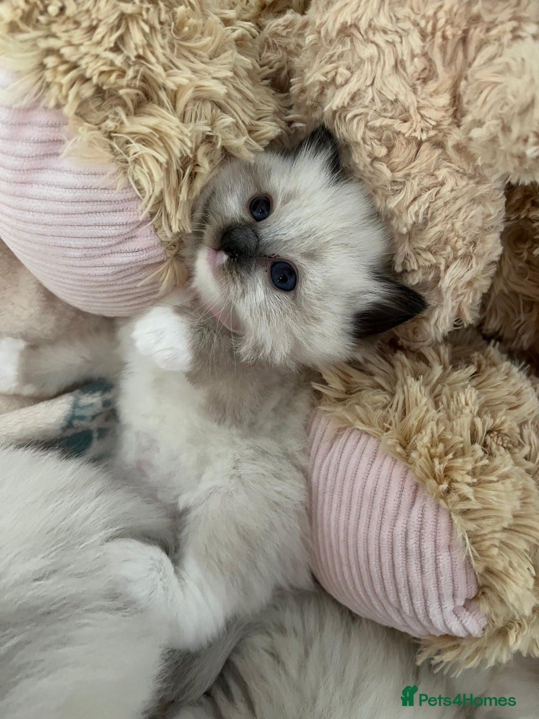 Ragdoll cats for sale: Seal Mitted Ragdoll babies, 4 girls 1 boy - Image 20