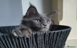 Maine Coon cats for sale: Stunning mainecoon/bsh kittens - Image 10