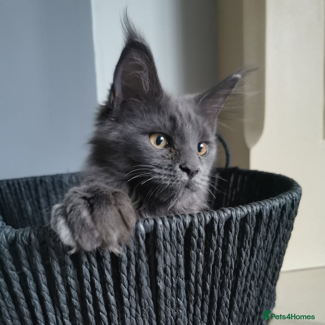 Maine Coon cats for sale: Stunning mainecoon/bsh kittens - Image 10