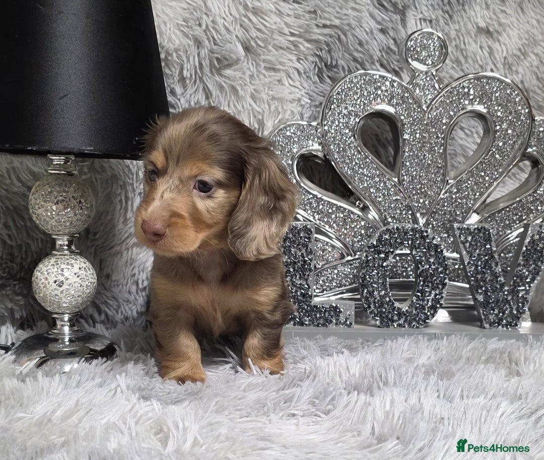 Miniature Dachshund dogs for sale: Adorable KC long coat boys available  - Advert 25