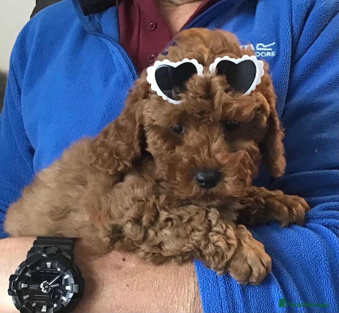 Cockapoo dogs for sale: 5* Miniature F1b Cockapoo Puppies - Advert 17