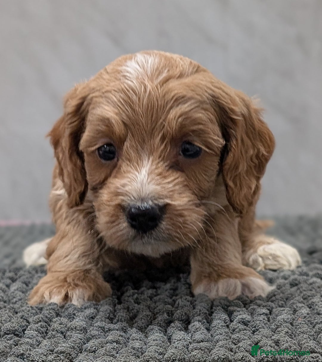 Cockapoo dogs for sale: Licensed breeder, health tested F1 cockapoo pups - Advert 20