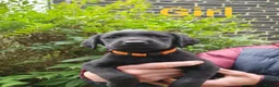 Labrador Retriever dogs for sale: Beautiful Labrador Retriever puppies  - Advert 12