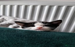 Domestic Shorthair cats for sale: Kittens for sale  - Image 1