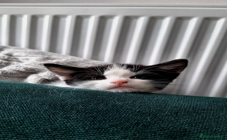 Domestic Shorthair cats - Advert 4