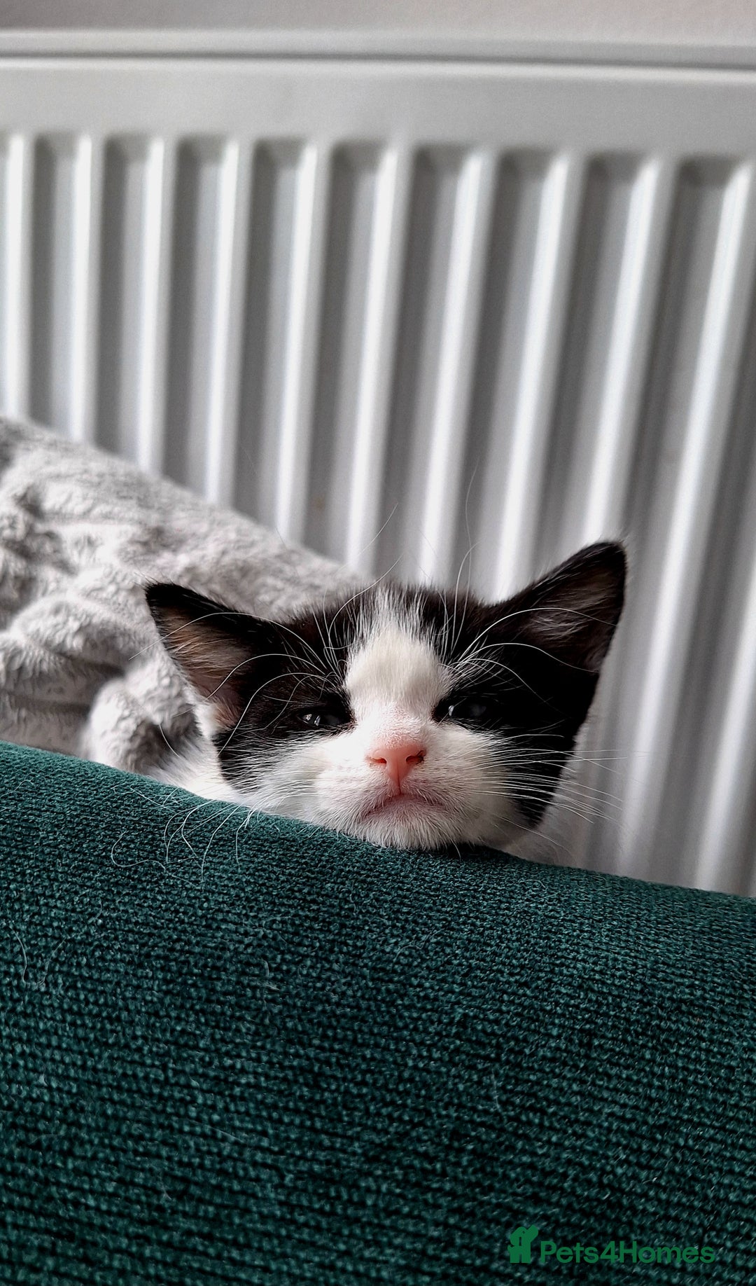 Domestic Shorthair cats for sale: Kittens for sale  - Image 1