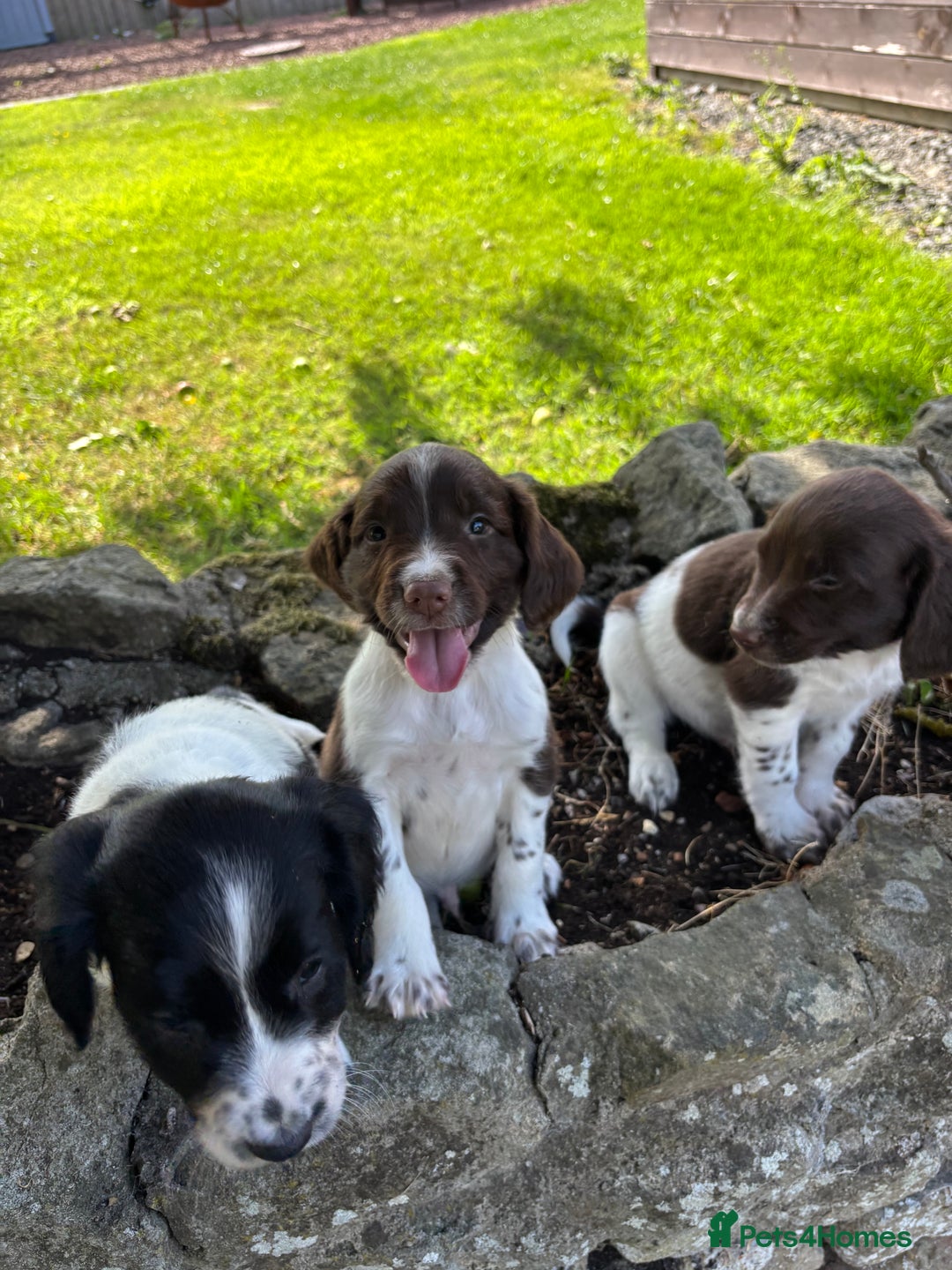 English Springer Spaniel dogs for sale: English Springer Spaniels  - Image 6