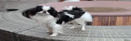 Japanese Chin dogs for sale: Stunning RKC reg Japanese chin puppy  - Advert 2