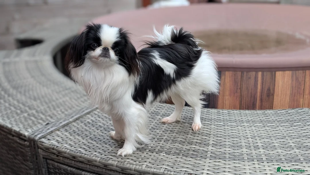 Japanese Chin dogs for sale: Stunning RKC reg Japanese chin puppy  - Advert 2