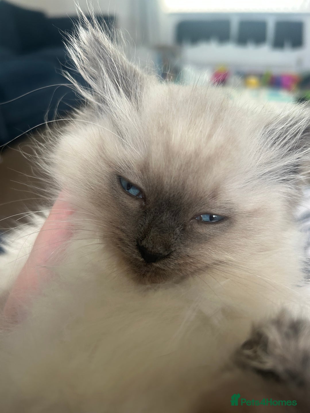 Ragdoll cats for sale: Ragdoll - Advert 5