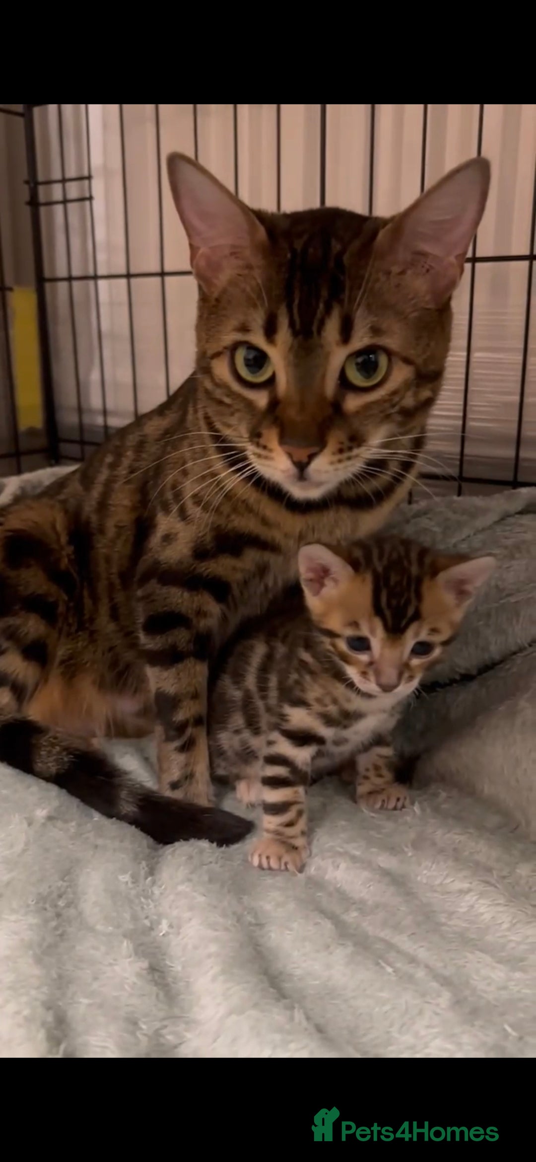 Bengal cats Bengal Kittens-Reservations Now Open  - Advert 8