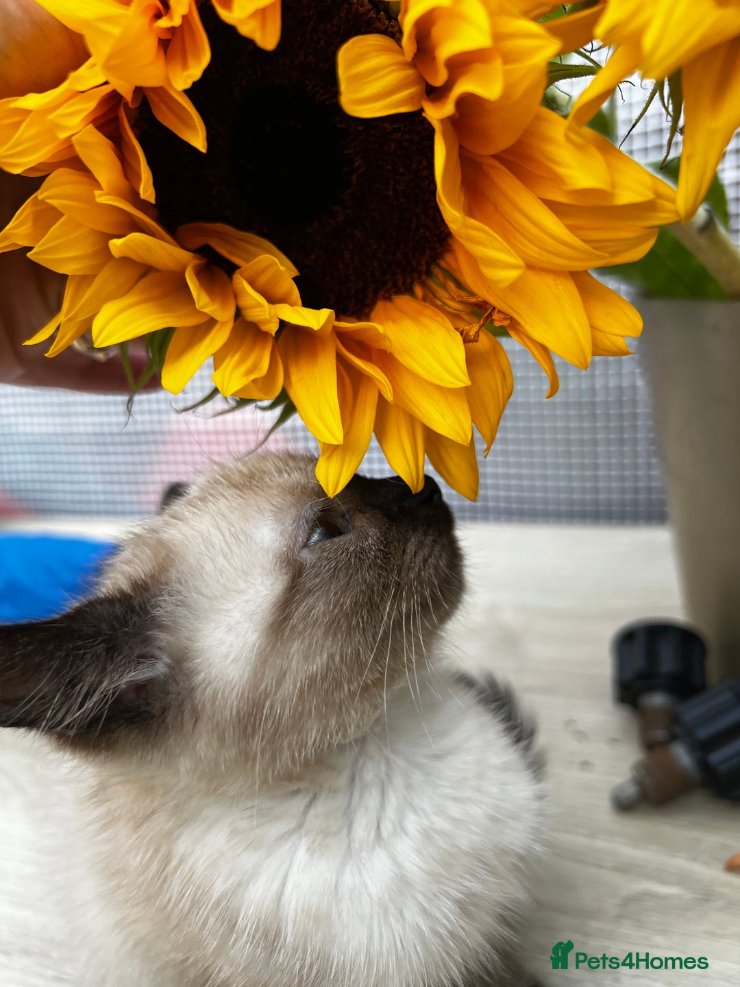 Siamese cats for sale: Siamese baby  - Image 5