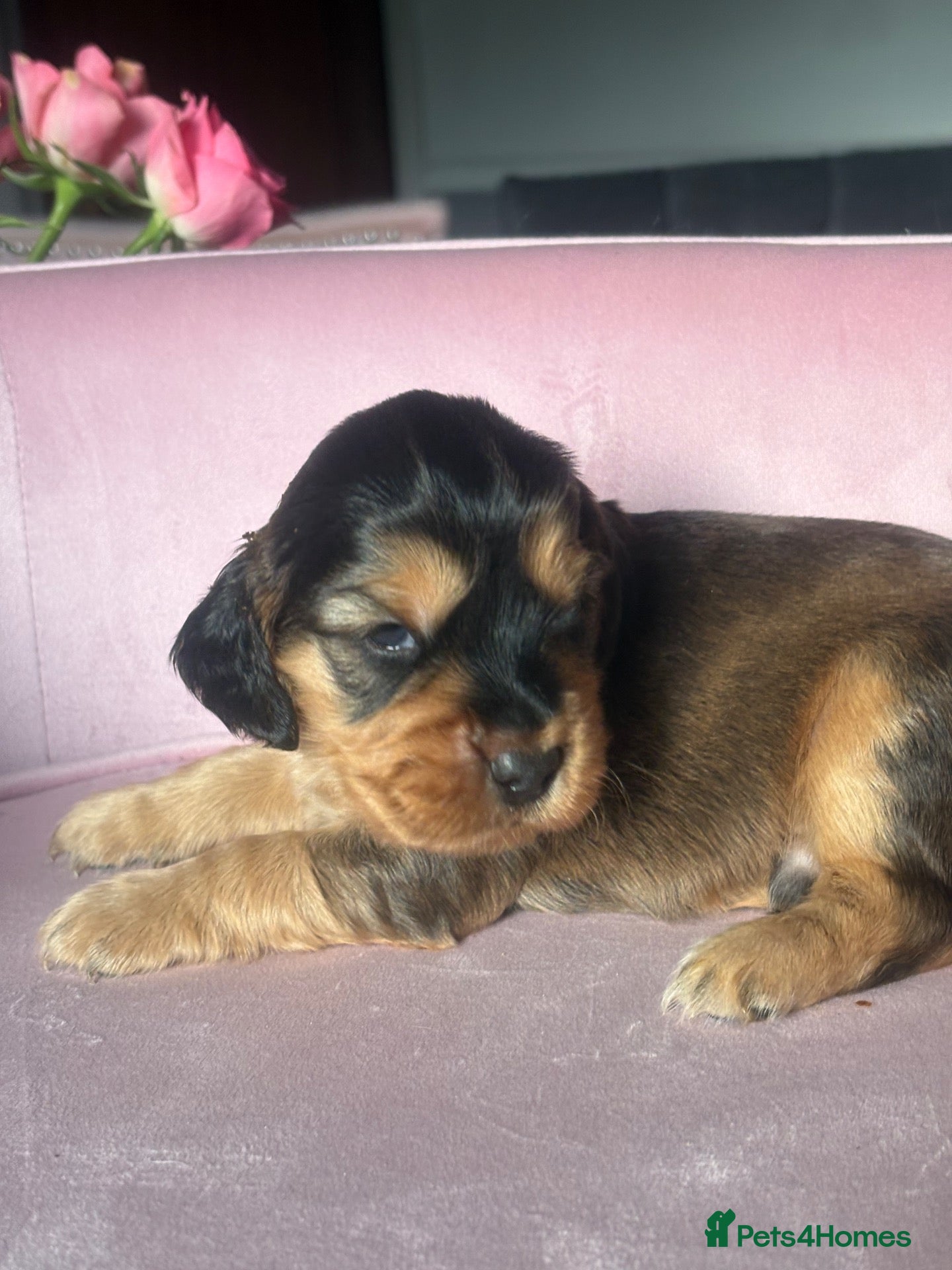 Mixed Breed dogs RARE MINIGOLDEN RETRIEVERS/DAKOTA SPORT RETRIEVERS - Advert 1