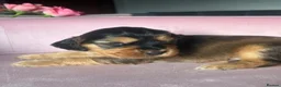Mixed Breed dogs for sale: RARE MINIGOLDEN RETRIEVERS/DAKOTA SPORT RETRIEVERS - Advert 17