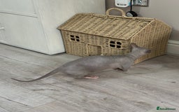 Sphynx cats for sale: Bambino blue girl  - Image 16