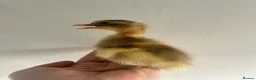 Ducks poultry for sale: Unsexed Indian Runner Ducklings - Advert 21