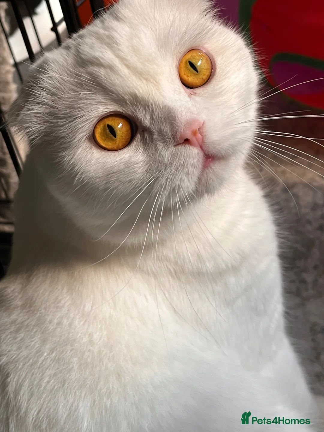 British Shorthair cats for sale: British shorthair & Scottish fold  - Advert 1