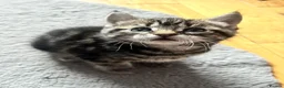 Mixed Breed cats for sale: 4 Beautiful Kittens Looking for Loving Homes!  in Dagenham - Advert 13