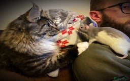 Maine Coon cats for sale: Maine Coons with Tests, Papers & Vet Checks  - Image 10