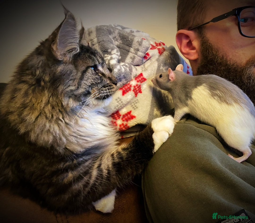 Maine Coon cats for sale: Maine Coons with Tests, Papers & Vet Checks  - Image 10