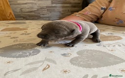 Staffordshire Bull Terrier dogs for sale: solid blues - Image 16