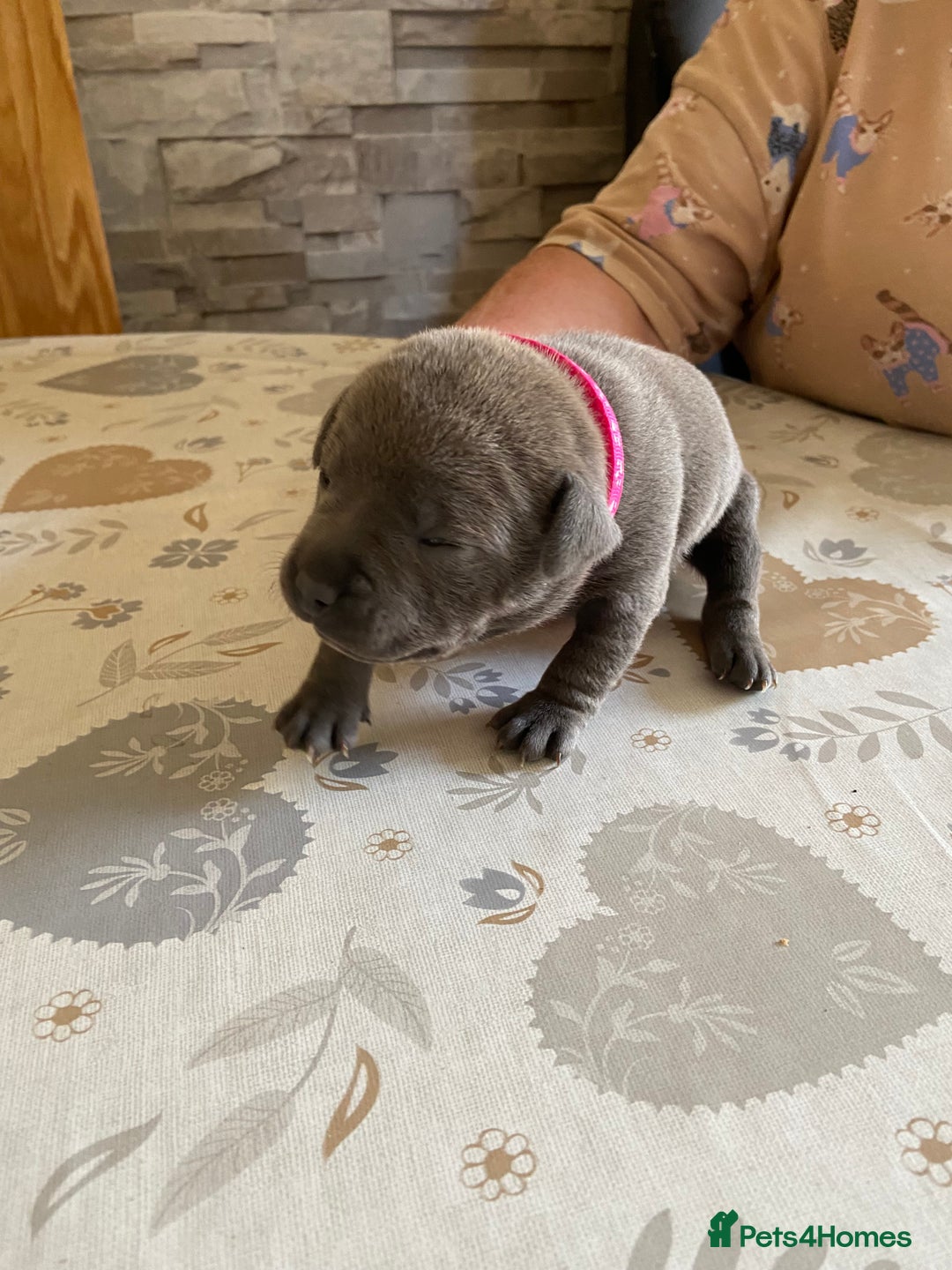 Staffordshire Bull Terrier dogs for sale: solid blues - Image 16