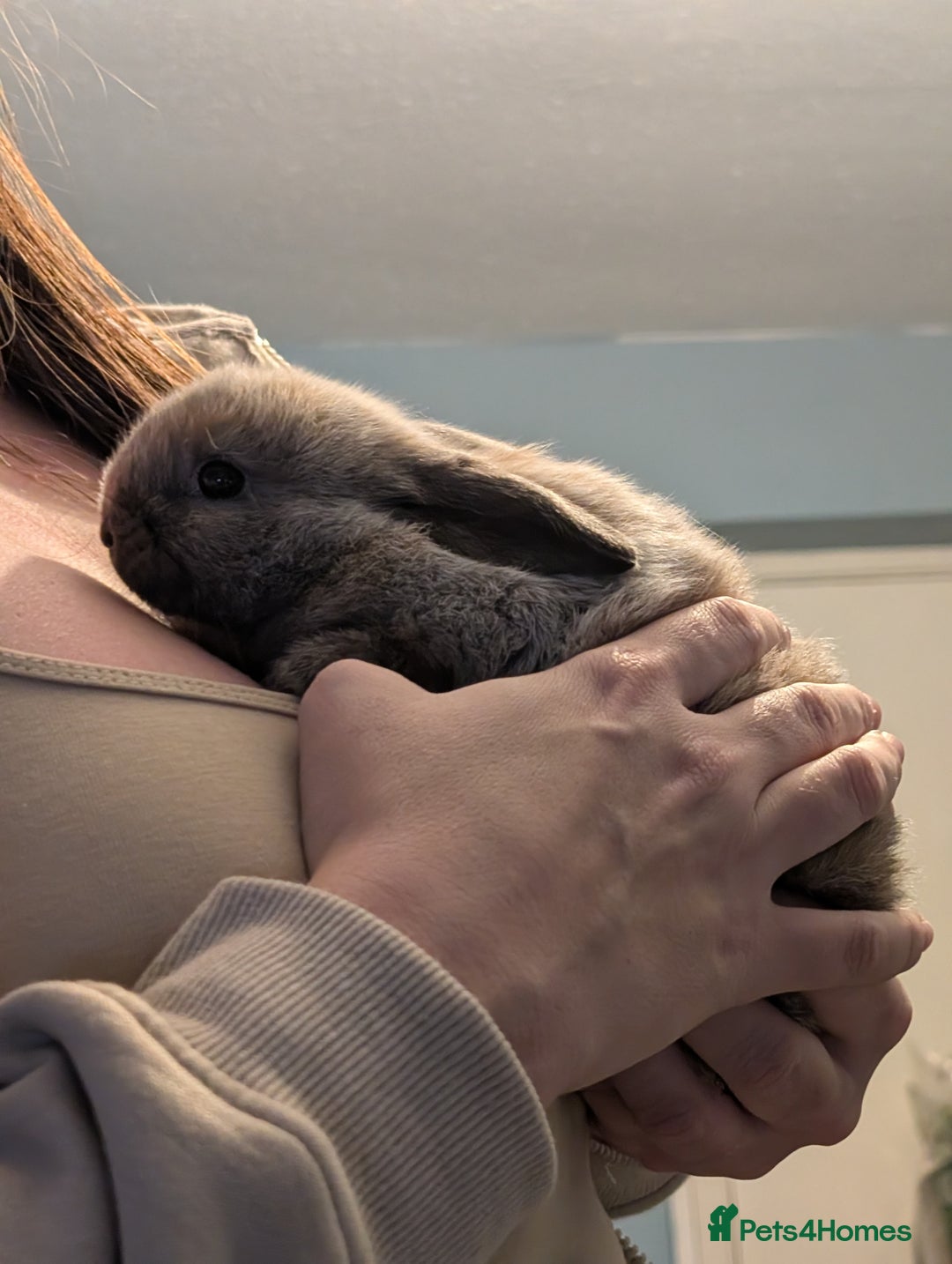 Mini Lop rabbits for sale: Five female Mini lops for sale - Advert 2