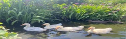 Geese poultry for sale: Stunning hand reared friendly Embden Gander - Advert 10