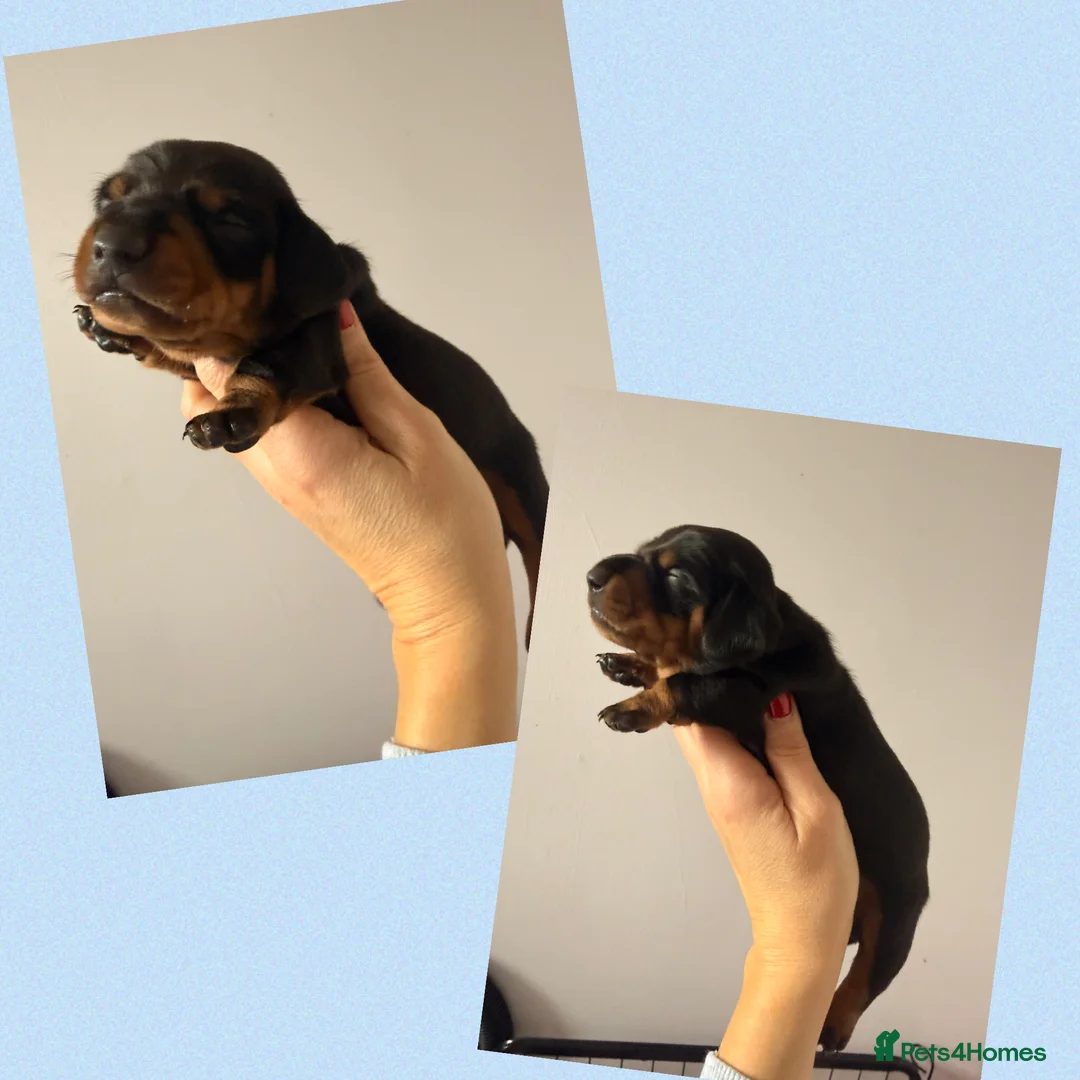 Miniature Dachshund dogs for sale: Beautiful Miniature Dachshund Puppies - Advert 1